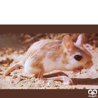 گونه دوپای فرات Euphrates jerboa